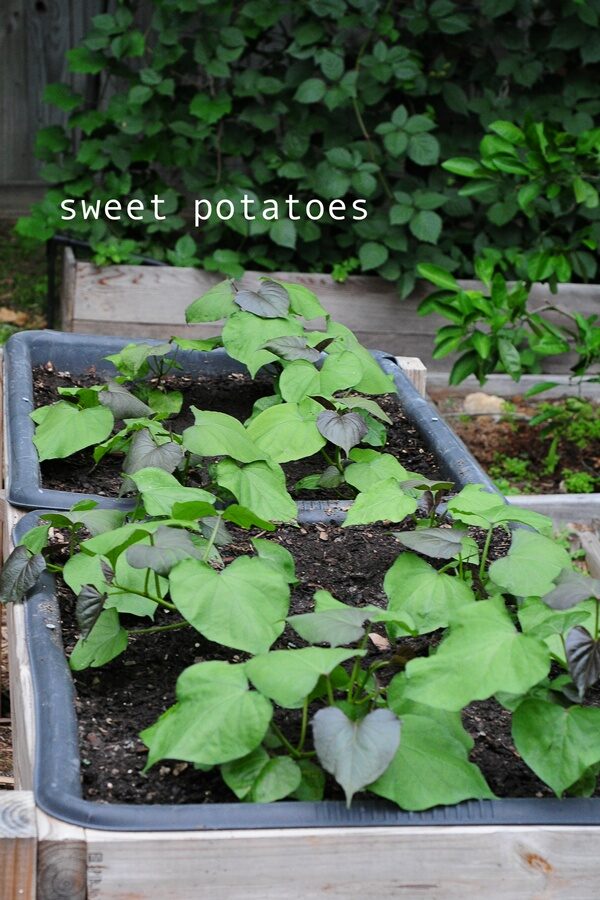 sweet potatoes growing – how to garden on link