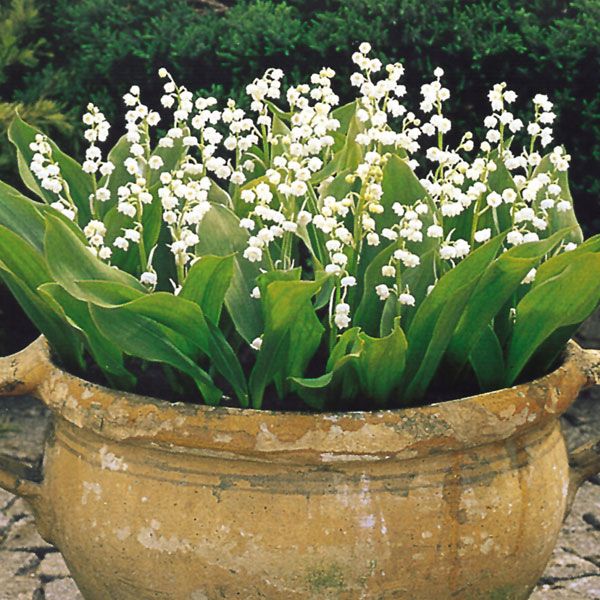 Lily of the Valley