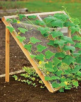 Lettuce shade + cucumber frame from Florida Gardening Made Simple.