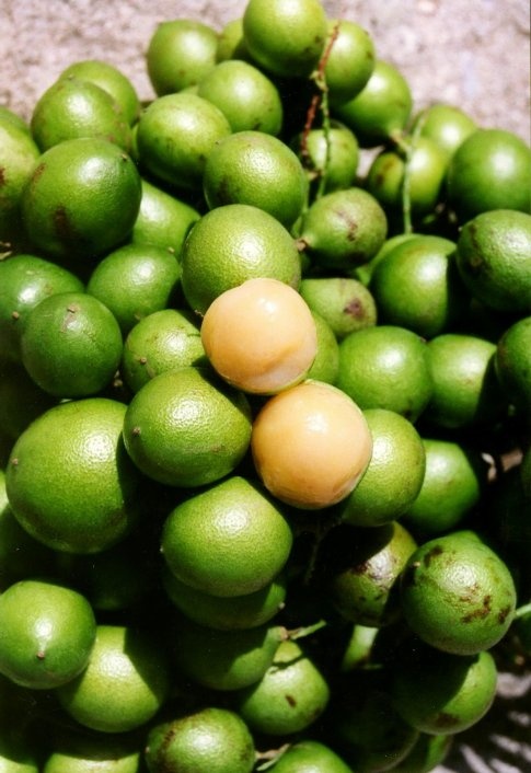 Guinep is a fun fruit to eat. It has a thin skin that is inedible and the fruit is to be sucked and scraped off the seed. I don’t know how to describe the flavor. The fruit stains your clothes so watch out.