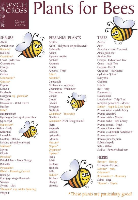 Current farming practices leave bees without enough food year-round. Help give bees something on which to thrive and plant some of these.