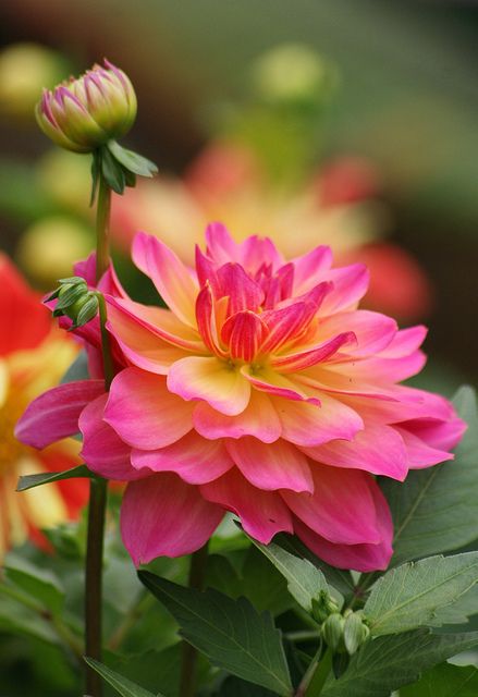 ~ Dahlia ~