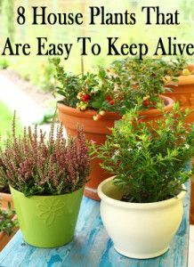 8 House plants that are easy to keep alive