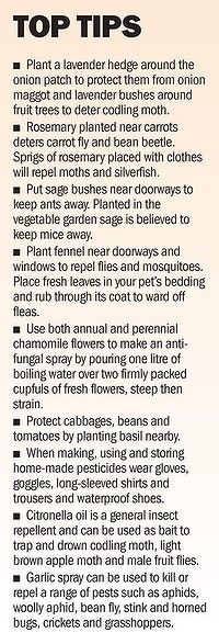 Natural Garden Tips
