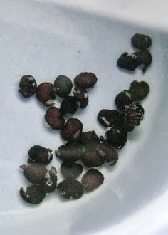 Soaking seeds before planting is an “old time” gardener’s trick that many new gardeners are not aware of. When you soak seeds before planting, you can significantly decrease the amount of time it takes for a seed to germinate.