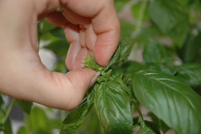 Ten mistakes new herb gardeners make (and how to avoid them!) >> Pin now, read later.