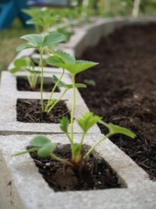 Put strawberry plants in concrete blocks edging a garden.