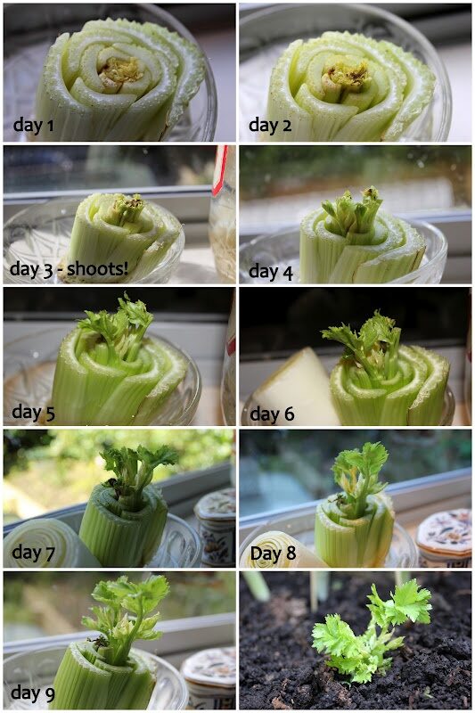 ‘Free’ Veggies! – growing onions and celery from leftovers That is so amazing a easy to do. :) ♥ take pride in what you eat by taking care of what you grow
