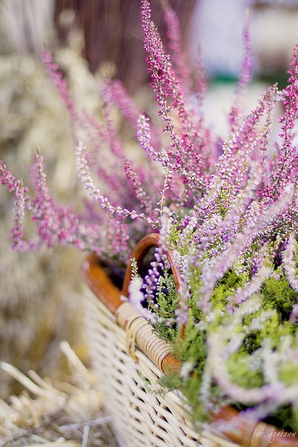 basket of heather, this is for my daughter Heather!