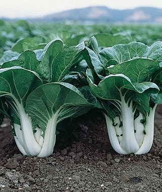 10 Great Vegetables to Grow In Fall