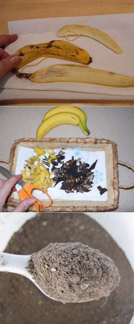 Dried Banana Peels as a Plant Fertilizer
