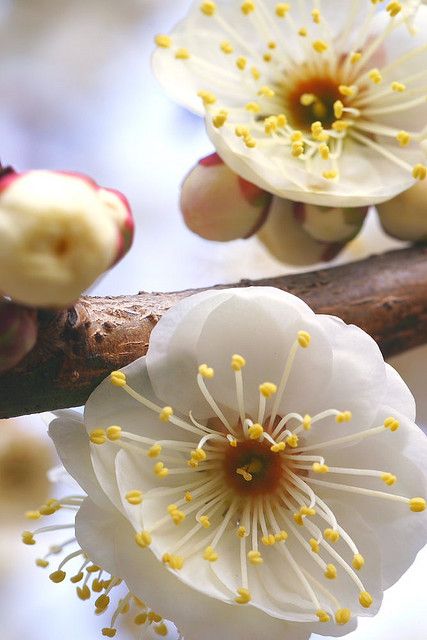 Plum blossom, Kitano Tenman-gu Shrine, Kyoto, Japan