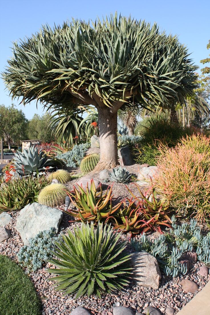 Arid Garden