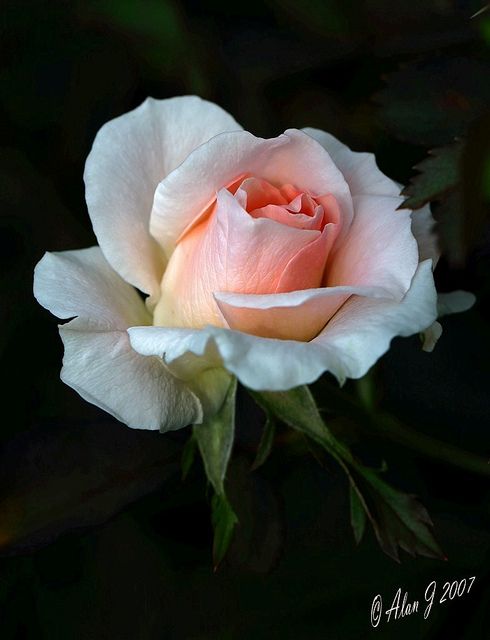 Summer Rose