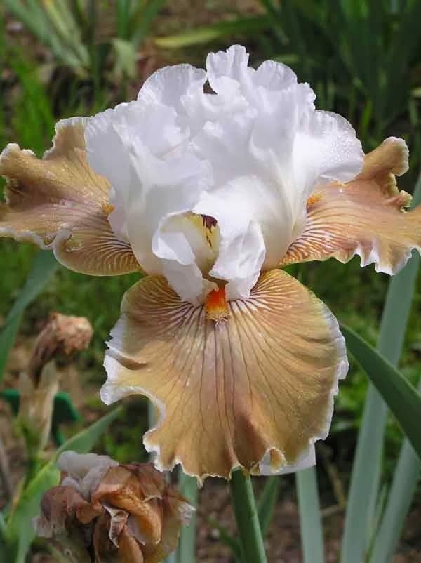 Iris Coffee Whispers