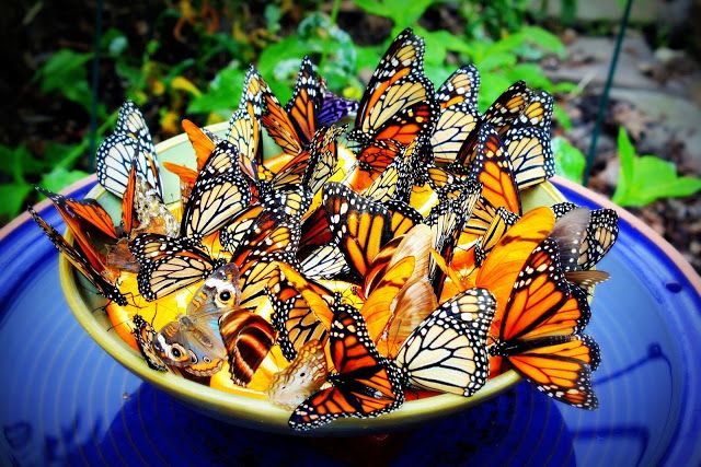A little bowl containing orange slices attracts butterflies in droves, who knew?