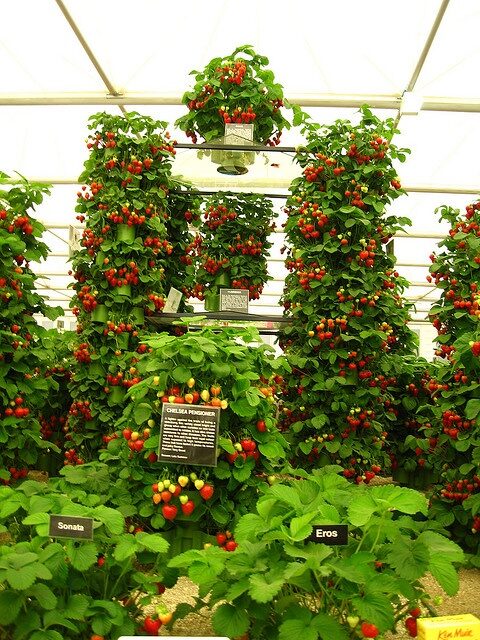 strawberries, grown vertically