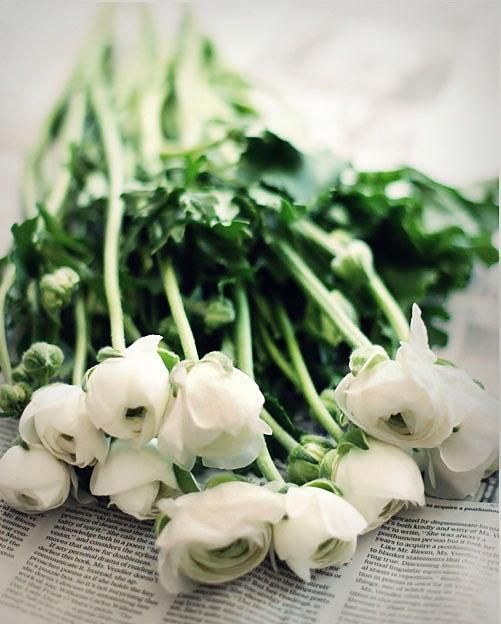 White ranunculus.