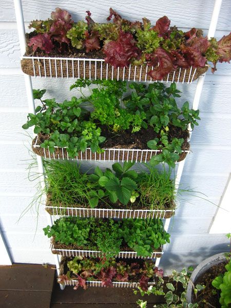 spice rack garden