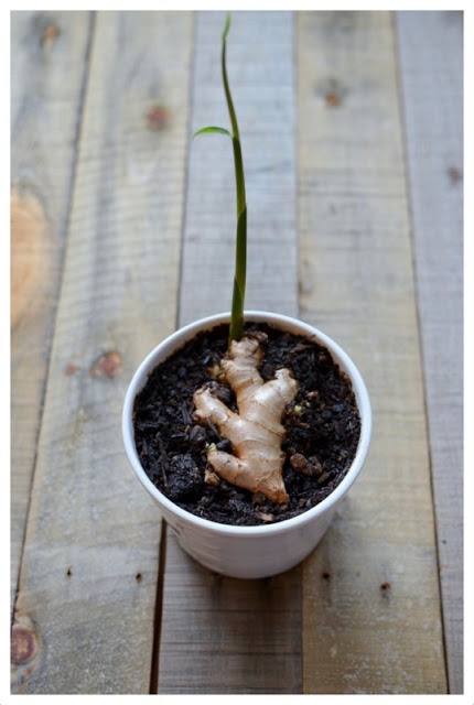 How to Grow Ginger