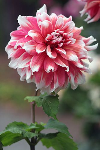 ~~Happy days ~ Dahlia by Marji Beach~~