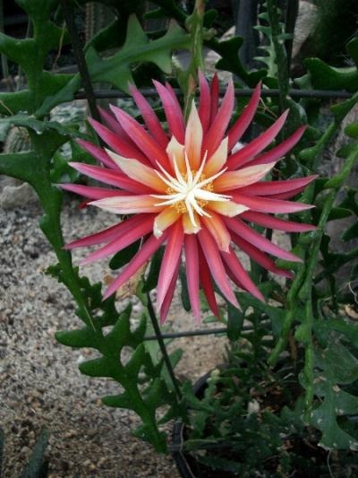 Selenicereus anthonyanus