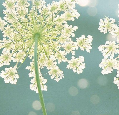 Queen Anne’s Lace