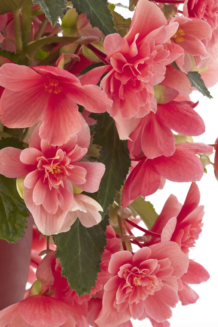 Waterfall Begonia ‘Victoria Pink’