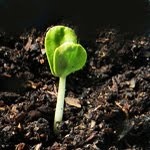 Florida Survival Gardening:  Earth News: Five Tips on Gardening With a Living Safety Net