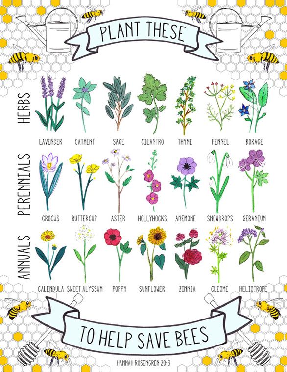 Help Save Bees