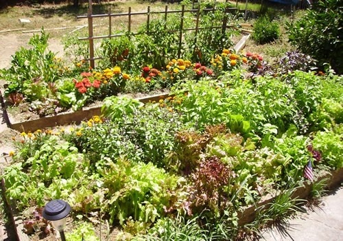 vegetable, vegetable, vegetable, vegetable garden!
