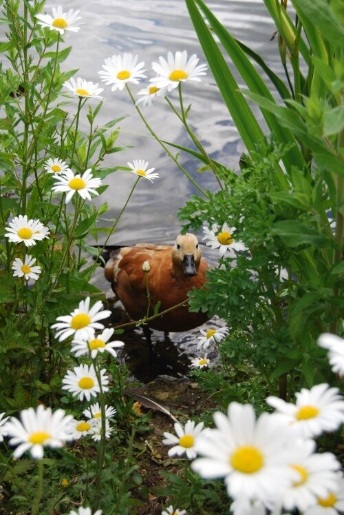 Duck, daisies, pond