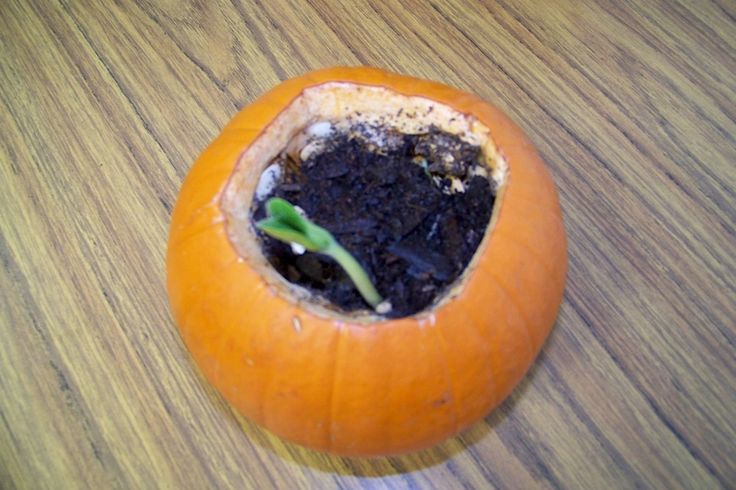 Science – Open up the pumpkin, add a little soil and water, and watch the seeds (which are already inside the pumpkin) grow.