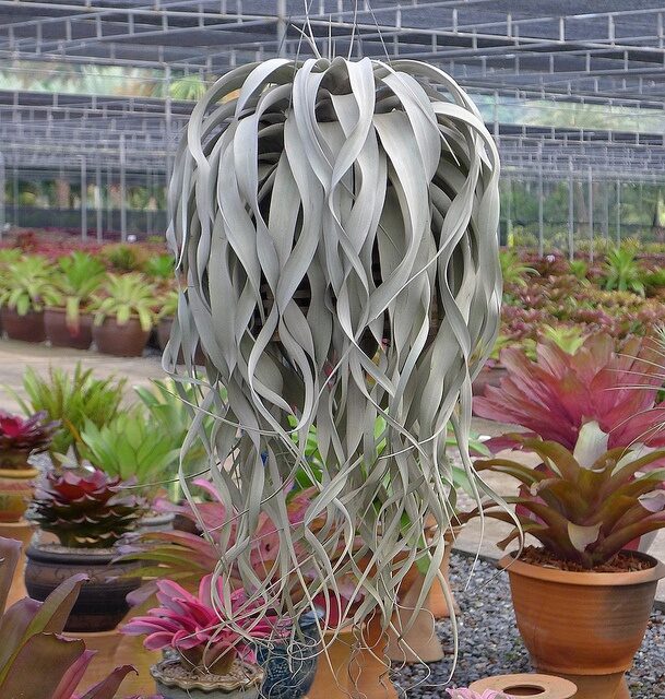 Tillandsia xerographica