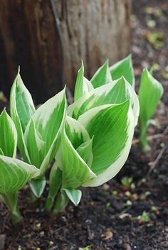 Fertilizing Hostas  DIY Hosta fertilizer, and how to apply. Hosta Nutrient Mix  4 parts allpurpose organic granular fertilizer 433,  1 part blood meal 1200,  1 part bone meal 0100,  ? part Epsom salts [for magnesium]
