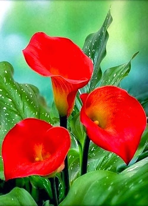 Red calla lilies | A 1 Nice Blog
