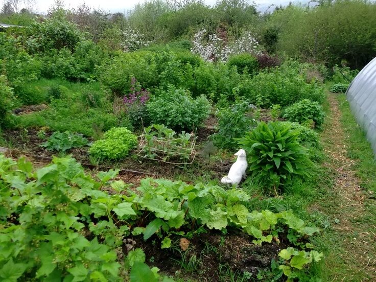 Permaculture Edible gardens of Bealtaine Cottage