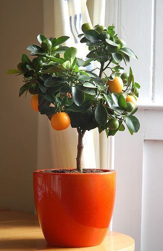 Need to do this! Gardening without a Garden ~ 10 ideas for your patio or balcony.