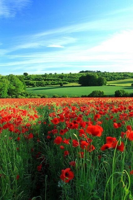 Poppy Field, Gloucestershire, England