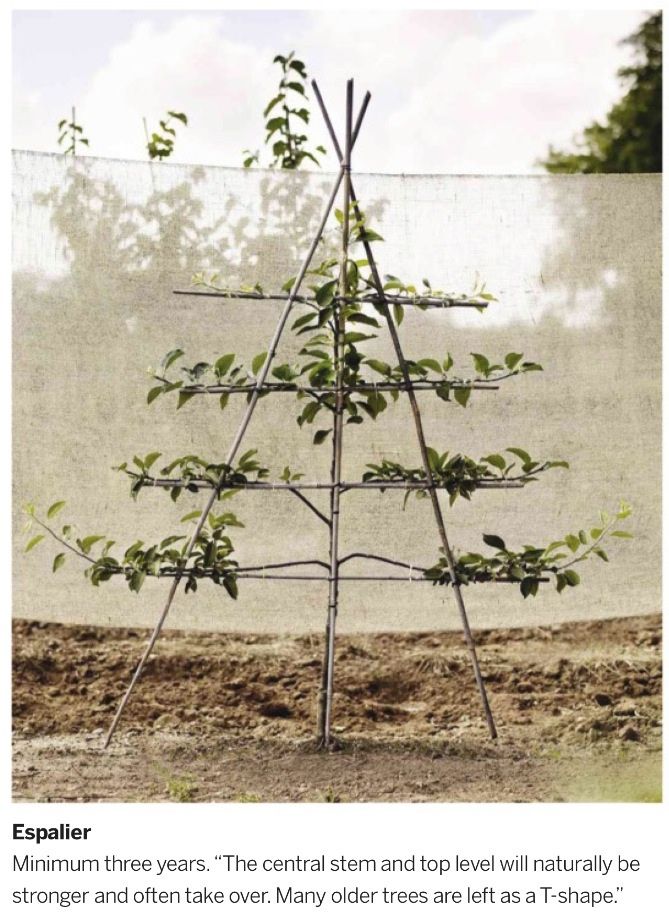 Espalier by Chris & Sarah Pike of Branch Nurseries