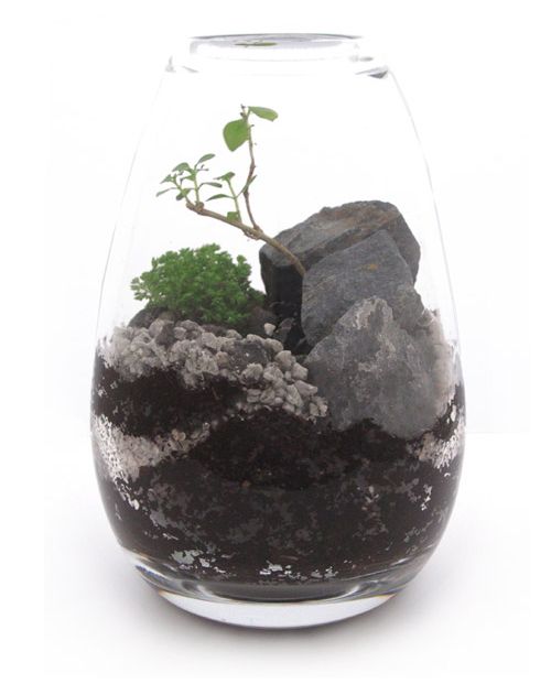 terrarium!
