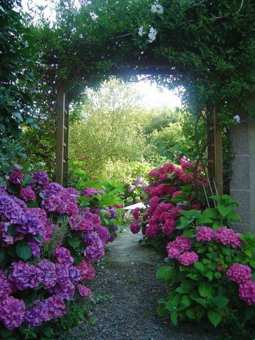 Through the hydrangeas