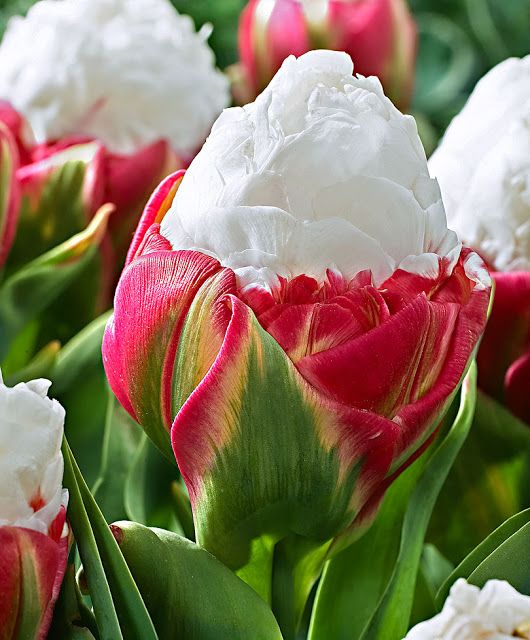 Alternative Gardning: New ice cream tulip bulbs
