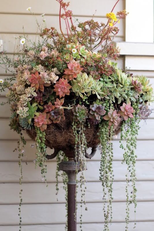 Mod Vintage Life: Succulents So cool!