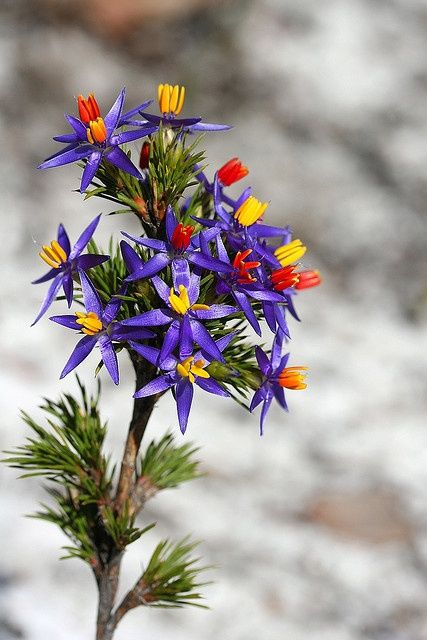 Blue tinsel lily – Australia