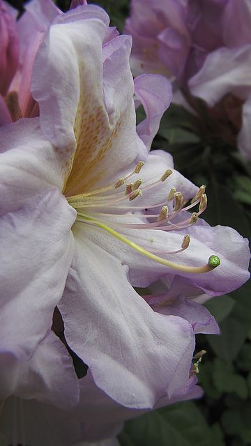 Lovely Lilac Rhododendron