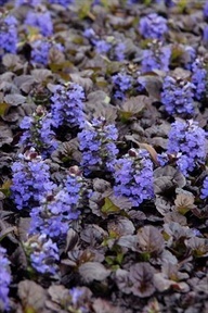 Ajuga reptans. Revsuga.