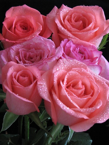 I love roses!