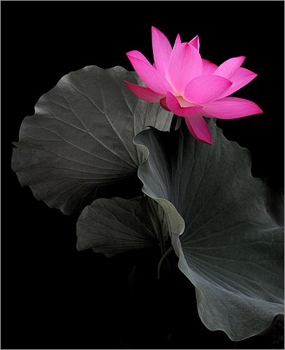 pink beauty