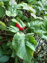 Ginseng Growing, Seeds and Ginseng Roots